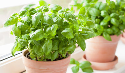 Skomponuj kącik z ziołami! Radzimy jak dobrać odpowiednie rośliny i doniczki