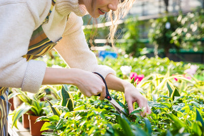 9 powodów, dla których warto uprawiać ogrodnictwo pionowe