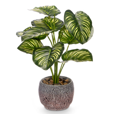 Sztuczna roślina CALATHEA ORBIOFIOLIA, 37 cm