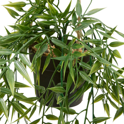 Bambus wiszący w doniczce LIORA, 67 cm