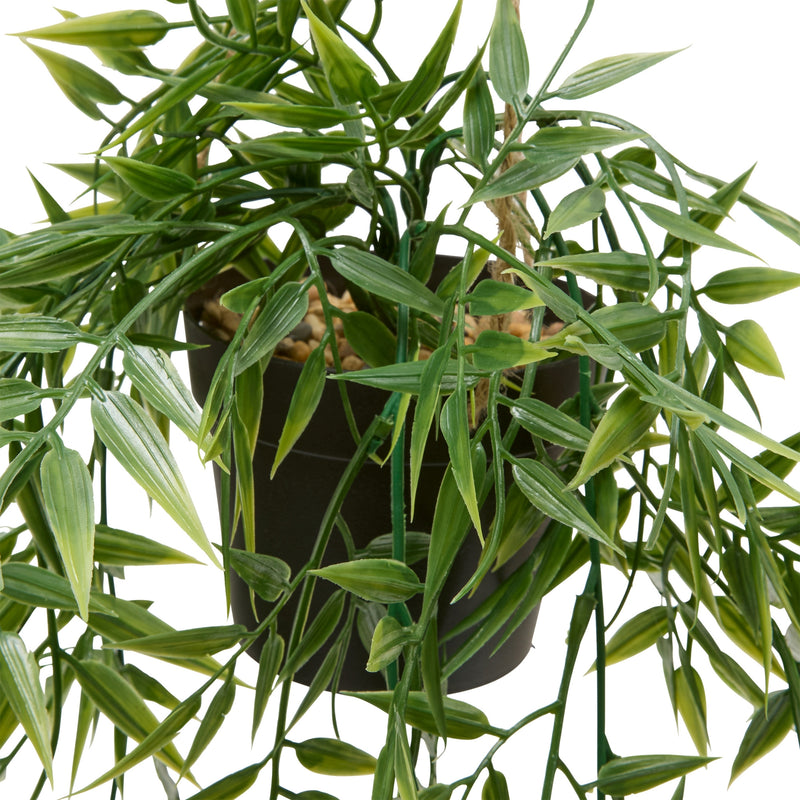 Bambus wiszący w doniczce LIORA, 67 cm